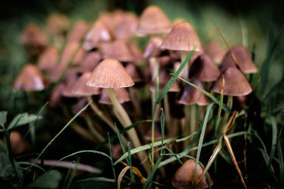 How Does a Mushroom Grow?