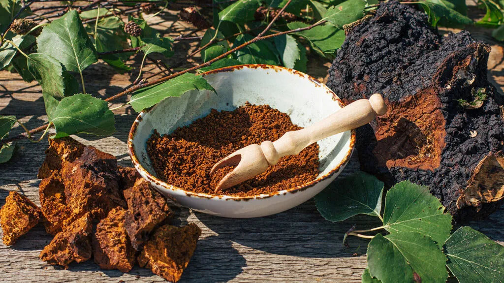 The Best Mushroom for Immunity & Gut Health: Meet Chaga