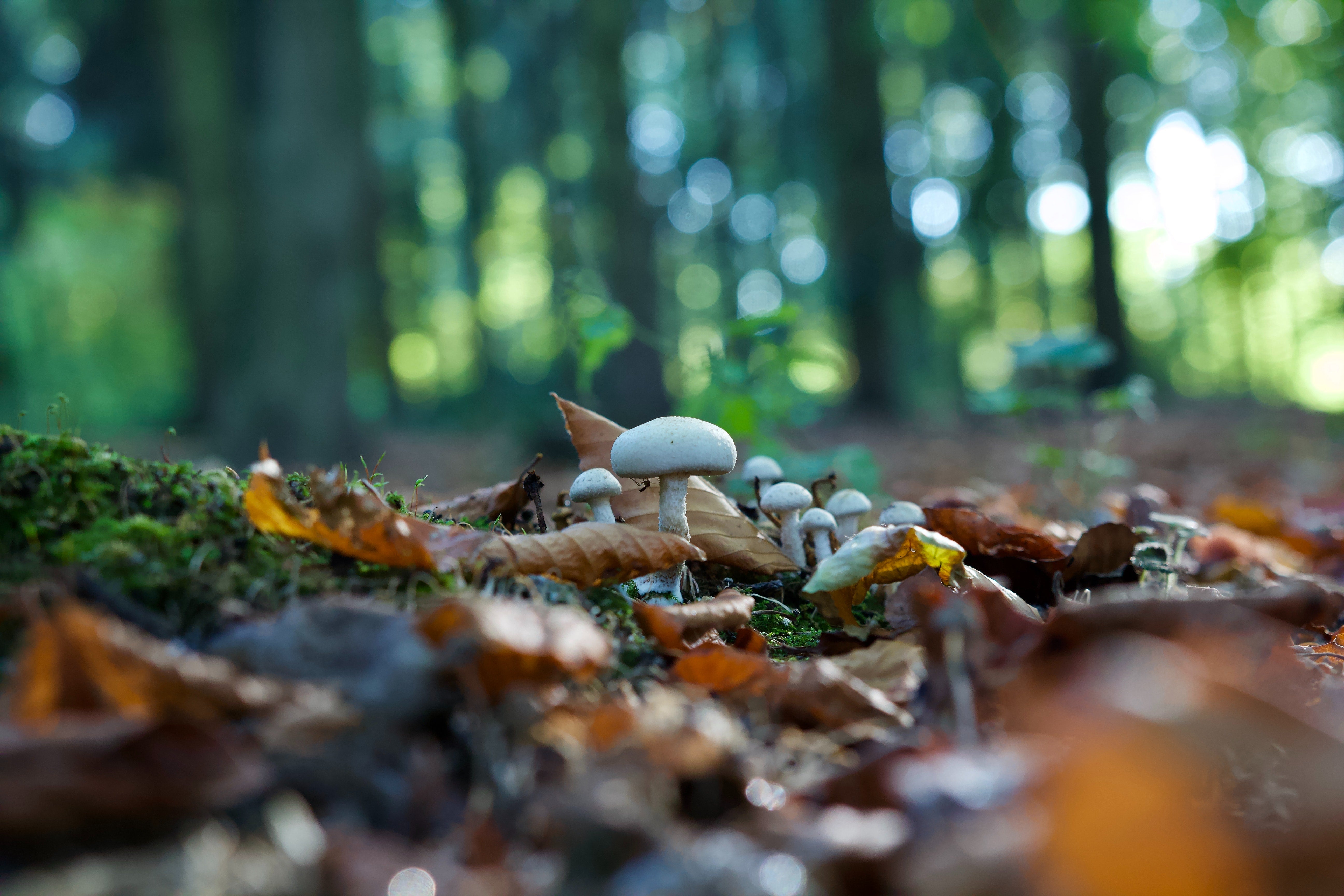 What is a Mushroom?