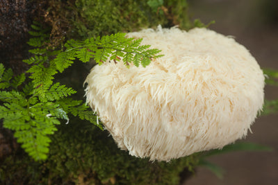 The Wunderground Guide to Lion’s Mane Mushrooms