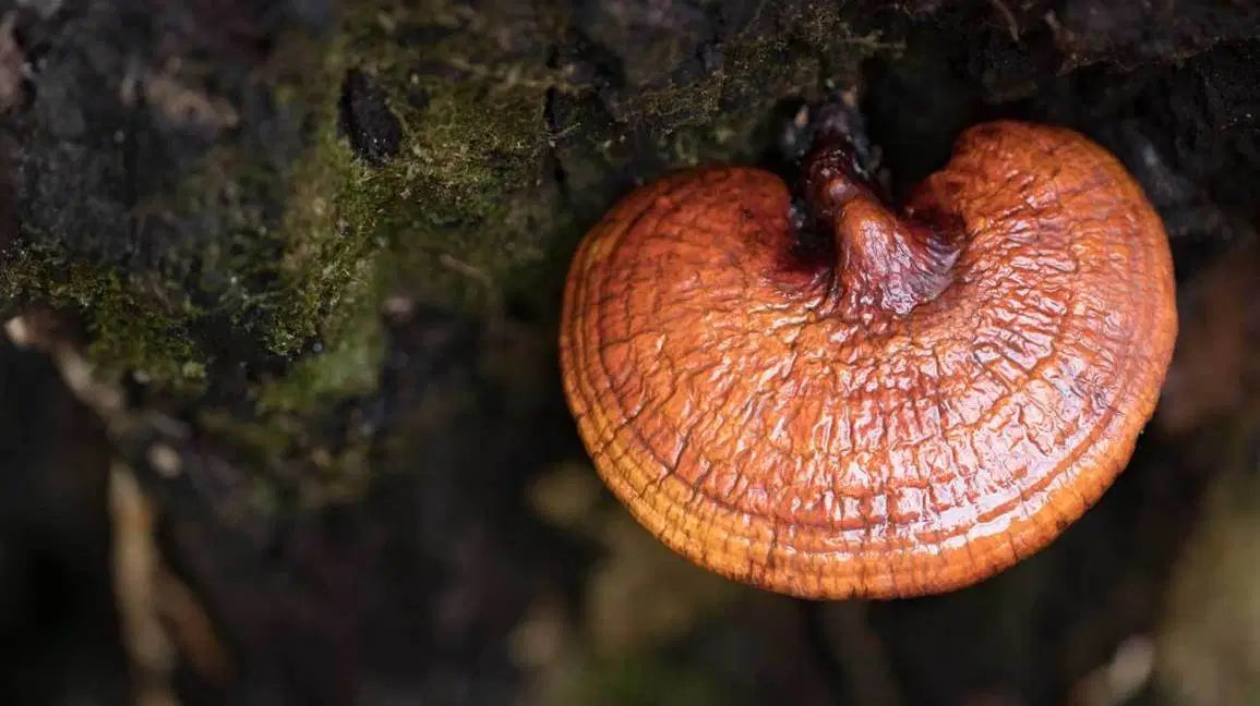 COVID and Immunity, It's a Great Time to Use Mushrooms