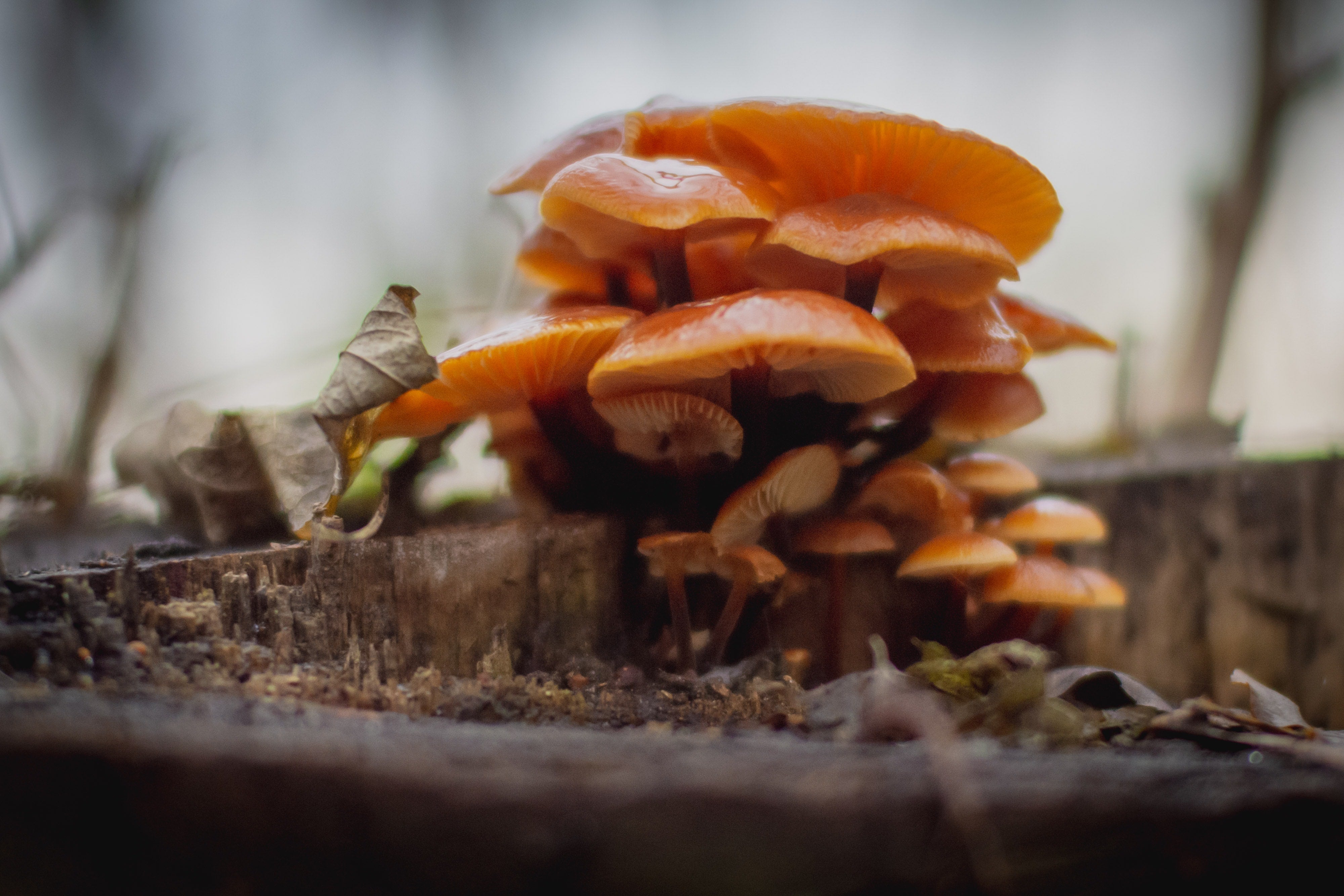 How Do You Extract Adaptogens?